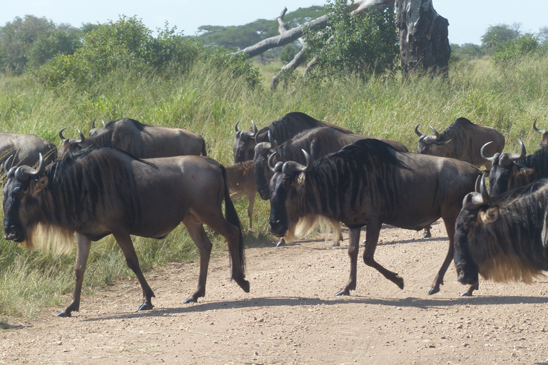 5 Days Tanzania Big 5 Safari Experience