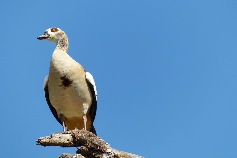 5 Days Tanzania Big 5 Safari Experience