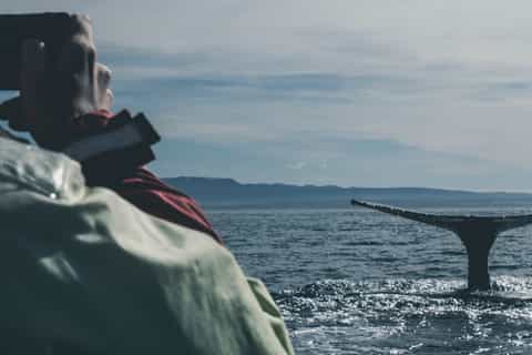 Reykjavík: Whale Watching On Board A Luxury Yacht