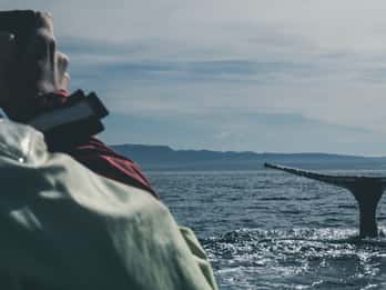 Reykjavík: Walbeobachtungs-Tour an Bord einer Luxus-Yacht Reykjavík: Walbeobachtungs-Tour an Bord einer Luxus-Yacht