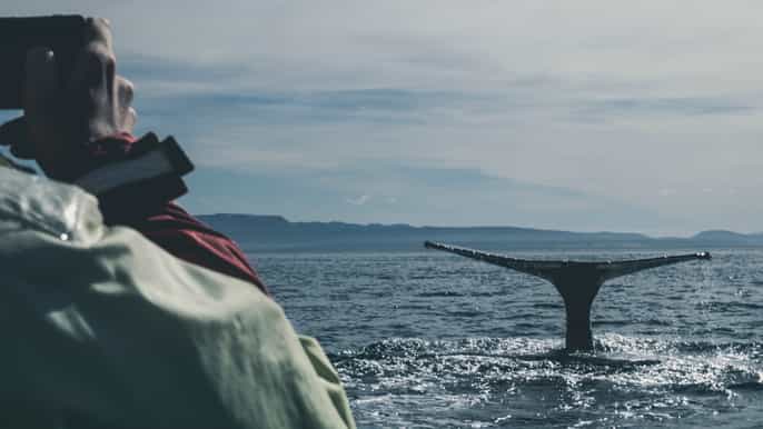 reykjavík whale watching on board a luxury yacht