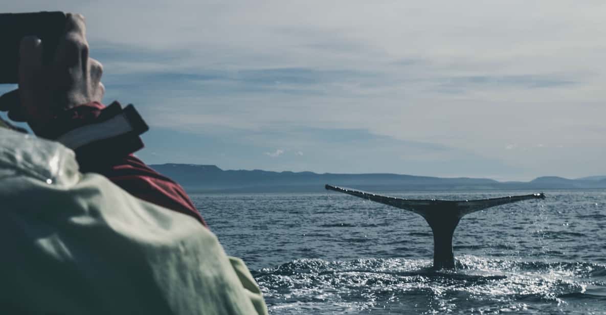 Da Reykjavík: avvistamento balene da uno yacht di lusso