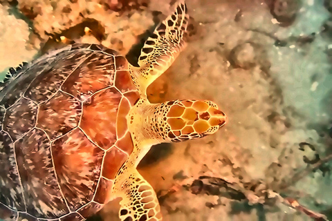 Scuba Diving in Puerto Plata Scuba Dive + Transport