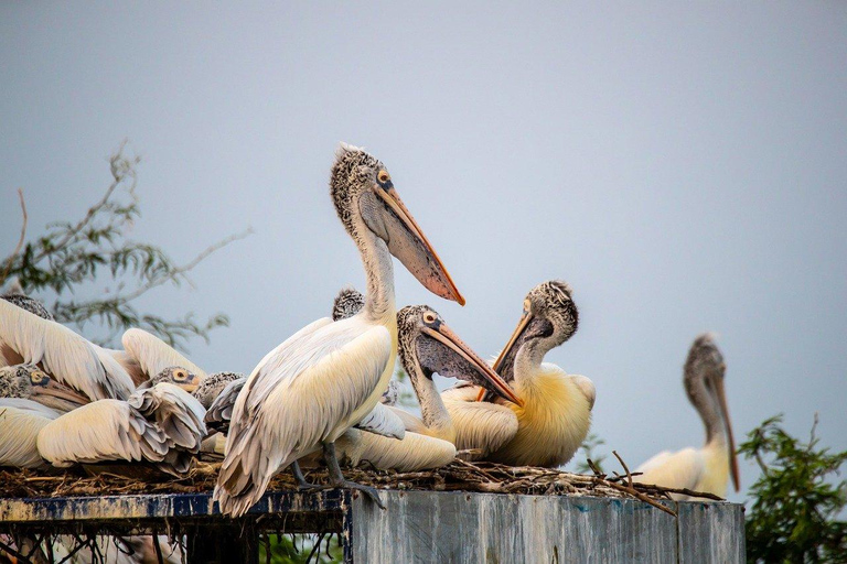 Uma excursão de um dia ao Santuário de Pássaros de Bharatpur saindo de Agra.