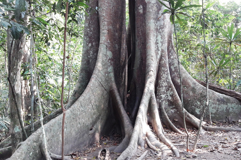 Ab Bangkok: Ayutthaya & Nationalpark Khao Yai TagesausflugAyutthaya & Nationalpark Khao Yai: Private Tour