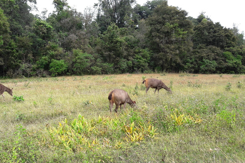 De Bangkok: excursion d'une journée au parc national d'Ayutthaya et Khao YaiParc national d'Ayutthaya et Khao Yai: visite privée