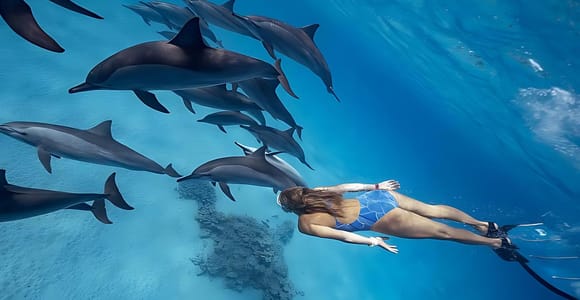 Marsa Alam: Dolphin House Adventure at Shaab Samadai Reef
