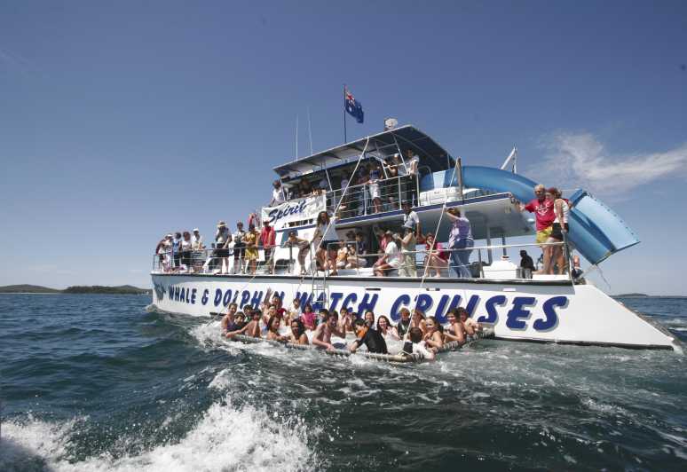 Port Stephens: Dolphin Watch Cruise with Swimming & Slides