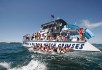 Port Stephens, crociera con orologio delfino con nuoto e scivoli - Housity