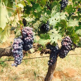 Nashik: Private Full-Day Wine Tour with Tastings From Mumbai