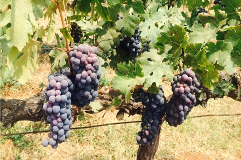 Ab Mumbia: Private Tagestour Nashik mit Weinverkostung
