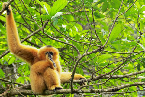 Privat heldag i Tam Coc, Cuc Phuong nationalpark med lunch