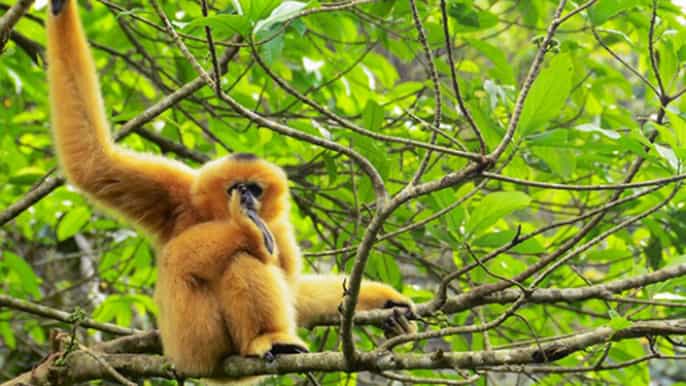 tam coc nationalpark cuc phuong tagestour mit mittagessen