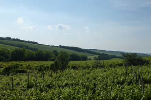 Depuis Budapest : vignobles d’Etyek avec repas