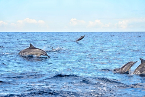 Rencontre avec les dauphins sauvages (privée ou partagée) et transferts à l'hôtelBaignade partagée avec les dauphins sauvages et transferts à l'hôtel