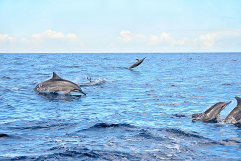 Rencontre avec les dauphins sauvages (privée ou partagée) et transferts à l'hôtelBaignade privée avec les dauphins sauvages et transferts à l'hôtel