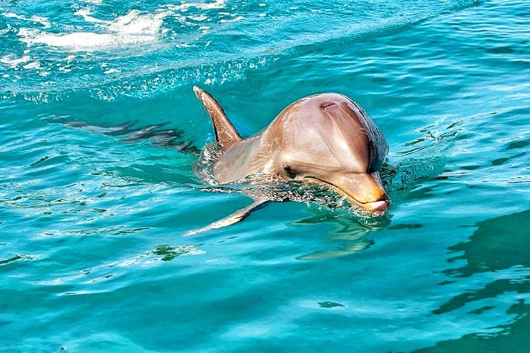 Rencontre avec les dauphins sauvages (privée ou partagée) et transferts à l'hôtelBaignade privée avec les dauphins sauvages et transferts à l'hôtel