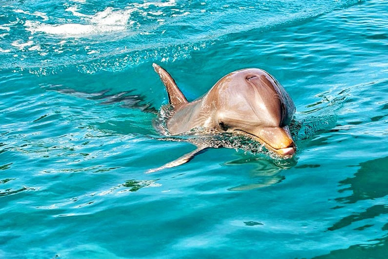 Rencontre avec les dauphins sauvages (privée ou partagée) et transferts à l'hôtelBaignade partagée avec les dauphins sauvages et transferts à l'hôtel