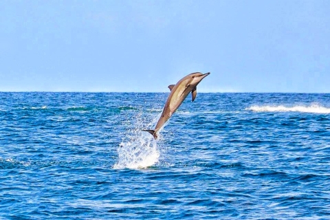 Rencontre avec les dauphins sauvages (privée ou partagée) et transferts à l'hôtelBaignade privée avec les dauphins sauvages et transferts à l'hôtel