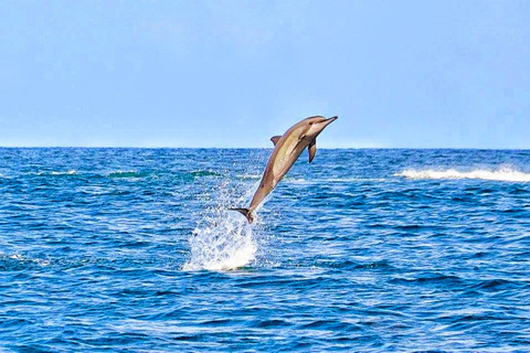 Rencontre avec les dauphins sauvages (privée ou partagée) et transferts à l'hôtelBaignade privée avec les dauphins sauvages et transferts à l'hôtel