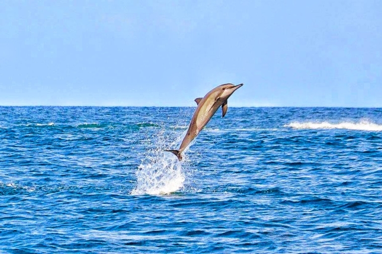 Rencontre avec les dauphins sauvages (privée ou partagée) et transferts à l'hôtelBaignade partagée avec les dauphins sauvages et transferts à l'hôtel