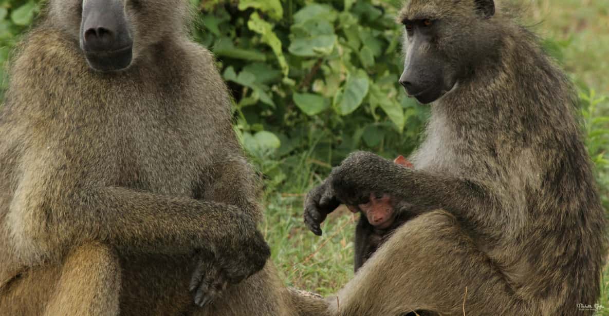 Victoria Falls Safari with Lunch and Sunset Cruise