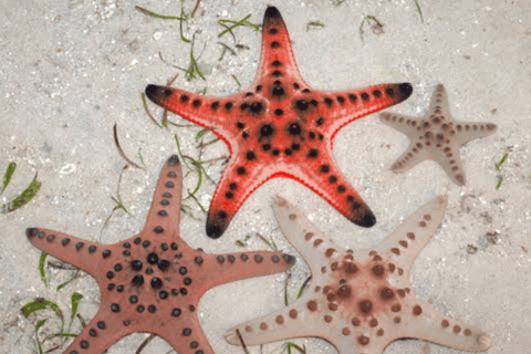 Zanzibar: Swim with Starfish and Snorkeling At Blue Lagoon