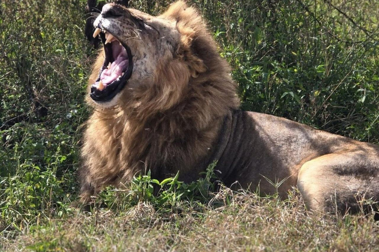 Nairobi: Lake Nakuru National Park Day Trip with Game Drive