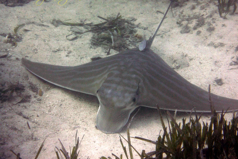 Djerba: Supervised diving trip, for certified divers only. Djerba: Guided diving excursion, for certified divers only.