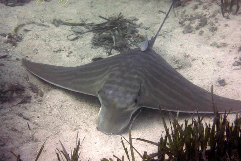 Djerba: Supervised diving trip, for certified divers only. Djerba: Guided diving excursion, for certified divers only.