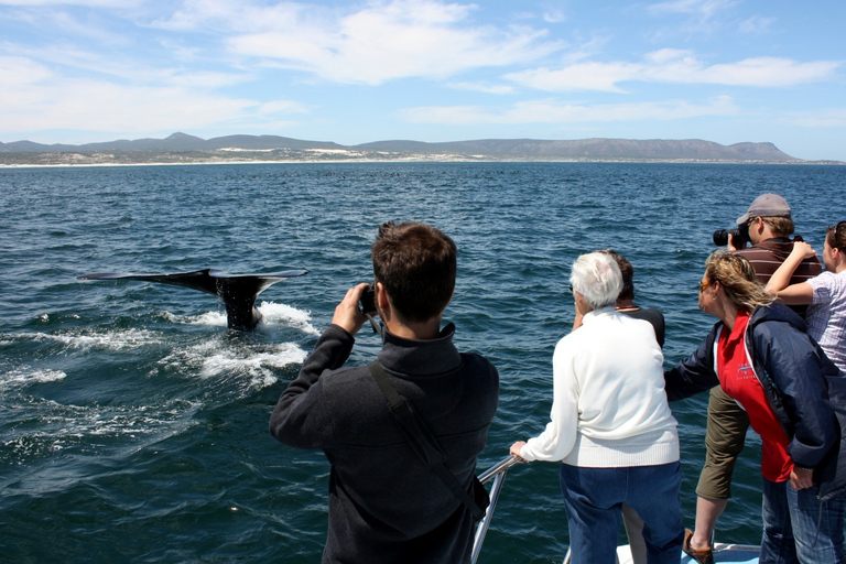 Du Cap: visite des baleines à Hermanus et à GansbaaiJournée d'observation des baleines au Cap: Hermanus & Gansbaai