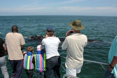 Du Cap: visite des baleines à Hermanus et à GansbaaiJournée d'observation des baleines au Cap: Hermanus & Gansbaai