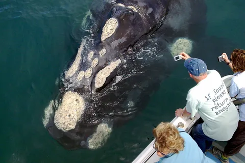 ケープタウン発：ヘルマナスとガンズベイでのホエールウォッチングツアー