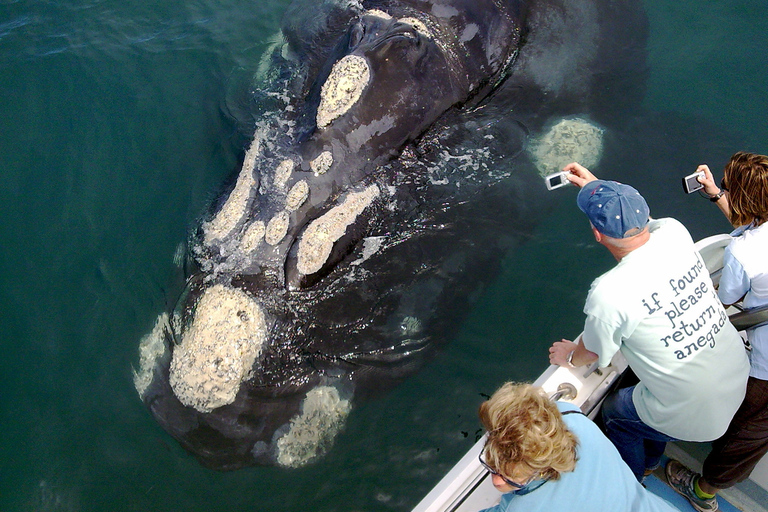 Du Cap: visite des baleines à Hermanus et à GansbaaiJournée d'observation des baleines au Cap: Hermanus & Gansbaai