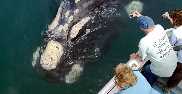 From Cape Town: Whale Watching Tour in Hermanus and Gansbaai