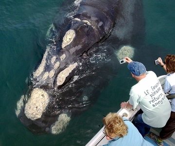 From Cape Town: Whale Watching Tour in Hermanus and Gansbaai