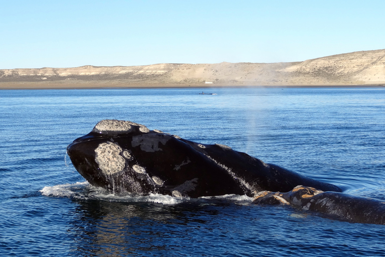 From Cape Town: Whale Watching Tour in Hermanus and GansbaaiCape Town Whale Watching Tour Full-Day: Hermanus &amp; Gansbaai