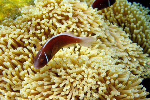 Samui: Angthong National Marine Park Day Trip by Speedboat Angthong National Marine Park - Snorkeling & Kayaking