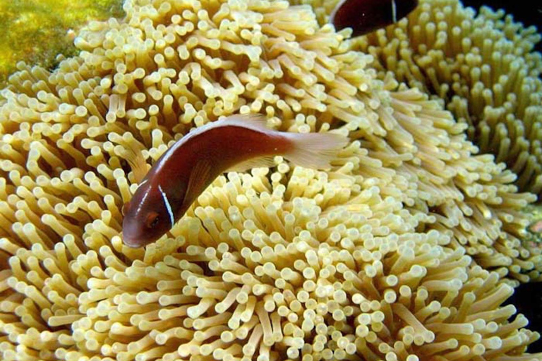 Samui: Angthong National Marine Park Day Trip by Speedboat Angthong National Marine Park - Snorkeling & Kayaking