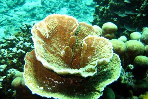 Samui: Angthong National Marine Park Day Trip by Speedboat Angthong National Marine Park - Snorkeling & Kayaking