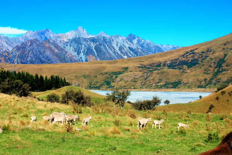 Scenic Tour & Lord of the Rings fra Christchurch GetYourGuide