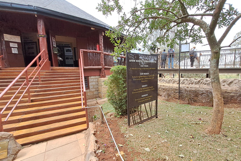 Nairobi: Orfanotrofio degli elefanti e delle giraffe David Sheldrick ...