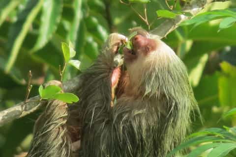 La Fortuna: Sloth Tour in the Wild