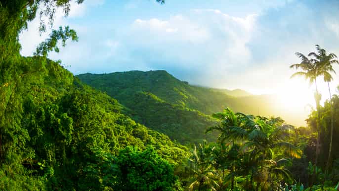 el yunque rainforest tour