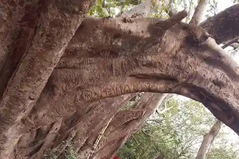 Se baigner dans la piscine naturelle de la source thermale de Chemka dans le cadre d'une excursion d'une journée