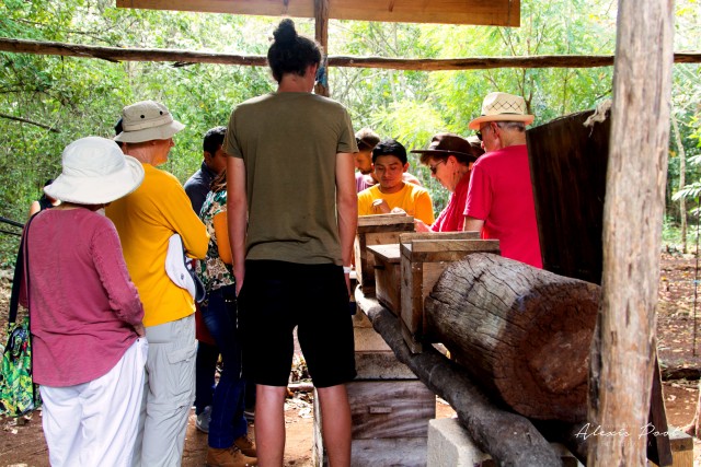 Visit Xkopek, Mayan Bees Tour and Honey Tasting in Valladolid in Valladolid