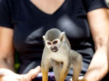 Punta Cana: Excursão de meio dia à Monkeyland com lanches e guia de turismo