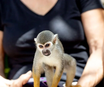 Punta Cana: Monkeyland Half-Day Tour with Snacks and Guide