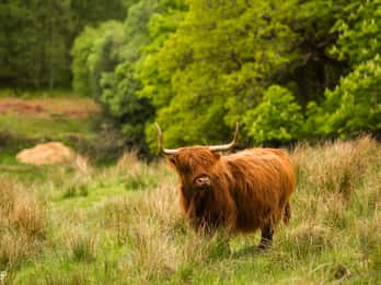 Ab Edinburgh: 2-Tagestour Loch Ness, Inverness & Highlands Ab Edinburgh: 2-Tagestour Loch Ness, Inverness & Highlands