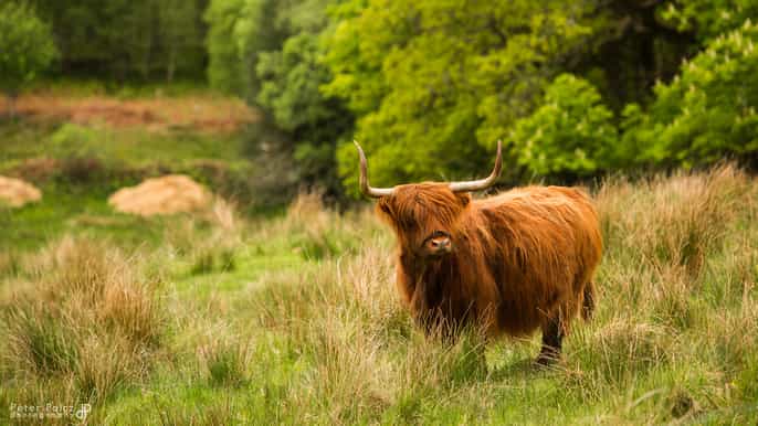 de edimburgo 2 dias no lago ness inverness e terras altas